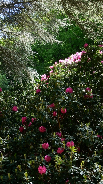 Bois des Moutiers (260) Mai 2012